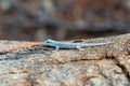 Thicktail day gecko, Phelsuma mutabilis, Miandrivazo, Madagascar