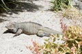 thie is a side view of a rhinoceros iguana