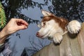 Thief lures the dog out the fence with bait. Husky dog stands with its front paws on the fence and reaches for delicious meal