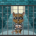 Thief mouse standing and chained in the old jail Royalty Free Stock Photo