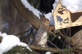 A thieft squirrel near feeder Royalty Free Stock Photo