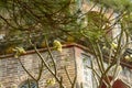 Thiem Mu Pagoda through branches of tree in Hue Vietnam Royalty Free Stock Photo