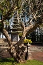 Thien Mu Pagoda, Hue, Vietnam. Traditional vietnamese temple architecture. Royalty Free Stock Photo