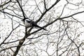 A thieving magpie in a tree