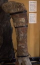 Thigh Bone from a Camarasaurus Dinosaur at the Montana Dinosaur Center in Bynum, Montana