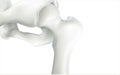 Thigh bone and human sphincter. On a white background - 3D rendering can be word or word paste. Royalty Free Stock Photo