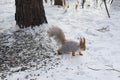 Thik squirrel goes though the snow
