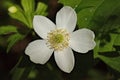 Thimble Weed Royalty Free Stock Photo