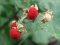 Thimbleberries - Rubus parviflorus Royalty Free Stock Photo