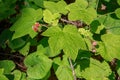 Minnesota Thimbleberry Shrub Bush and Edible Berries