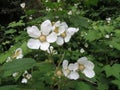 Thimbleberry Flowers - Rubus parviflorus