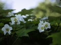 Thimbleberry, Rubus parviflorus, white scented flowers blooming