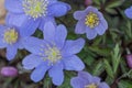 Wood Anemone nemorosa Royal Blue, close-up of blue flowers