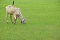 thin baby Brahman cattle feeding grass in green field on farm Royalty Free Stock Photo
