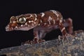 Thin-banded forest gecko Cyrtodactylus consobrinus