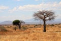 Thin baobab tree in African savanna