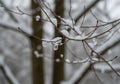 Thin, bare branches are covered with a light dusting of snow, set against a background of blurred Royalty Free Stock Photo