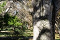 Thin bark tree guarding the entrance to the Wolf Forest