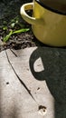 Thin blade of grass shadow and cutout shadow Royalty Free Stock Photo