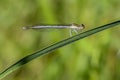 Thin blue dragonfly sits on a leaf of grass Royalty Free Stock Photo