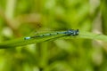 Thin blue dragonfly sits on a leaf of grass Royalty Free Stock Photo