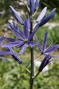 Thin blue petals of blossoming flowers of Great Camas plant