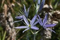 Thin blue petals of blossoming flowers of Great Camas plant