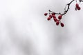 A thin branch of barberry with rain drops on scarlet berries against the white, grey, black blurred background. Selected focus on