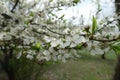 Thin branch of blossoming sour cherry tree in April Royalty Free Stock Photo