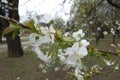 Thin branch of blossoming sweet cherry in April