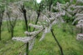 Thin branch of blossoming Tamarix ramosissima Royalty Free Stock Photo