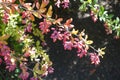 Thin branch of barberry with red berries in autumn