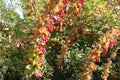 Thin branch of barberry with red berries and autumnal foliage in September