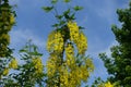 Thin branch of Laburnum anagyroides with yellow flowers against blue sky in May