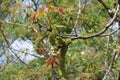 Thin branch of walnut with young leaves and catkins in April Royalty Free Stock Photo