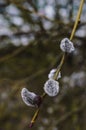 Thin branch of willow in small drops of spring rain. Royalty Free Stock Photo