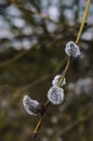 Thin branch of willow in small drops of spring rain. Royalty Free Stock Photo
