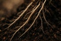 Fine network of plant roots sprawling beneath dark soil, revealing intricate underground life Royalty Free Stock Photo