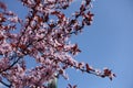 Thin branches of blossoming Prunus pissardii against the sky Royalty Free Stock Photo