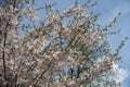 Thin branches of blossoming sakura Accolade Royalty Free Stock Photo