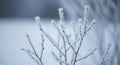 Thin branches covered in hoarfrost are prominently featured against a blurred snowy background. The Royalty Free Stock Photo
