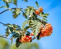 Clusters of ripe mountain ash against the azure sky