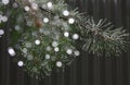 Pine. A branch with wet needles.