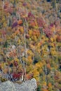 Thin branches from a rock on the background of colorfull fall forests