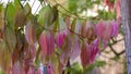 Thin branches of a tree with beautiful leaves in a Japanese garden. Leaves of an unusual color: pink, purple, lilac Royalty Free Stock Photo