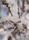 The texture and geometry of real snowflakes close-up on thin brown branches