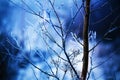 The thin branches of the tree are covered with frost and snow on a cold, clear winter day. January Royalty Free Stock Photo