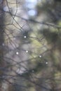 Abstaction from branches in raindrops Royalty Free Stock Photo