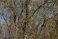 Thin branches of a young tree on the edge of the forest