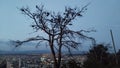A thin branching tree against the background of the view of the evening city and the bright sky